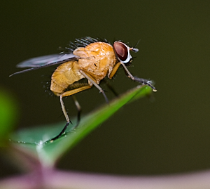 Yellow fly on leaf
