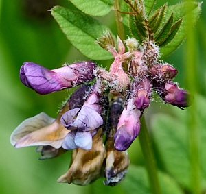 Mauve flower about to open