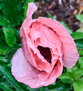 Pink poppy open