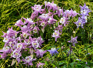 Aquilegia bush in flower
