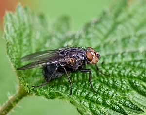 Fly on nettle