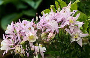 Aquilegia bush in flower
