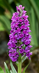Northern marsh orchid in flower