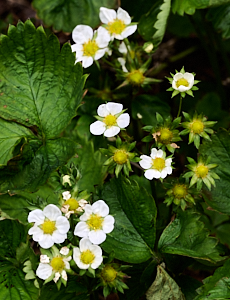 Strawberry flowers