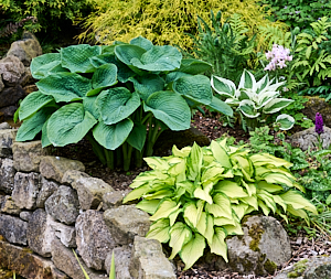 Group of Hostas in flower