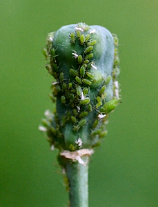 Snakeshead fritillary seed head covered in aphids