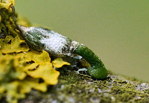 Close up of mistletoe seed germinating