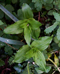 Top down view of broad leaved heliborines