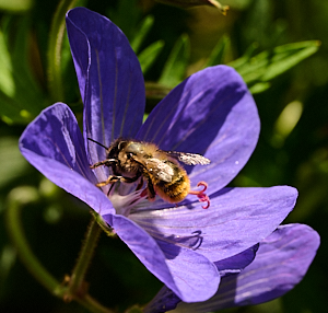Bee feeding on nectar
