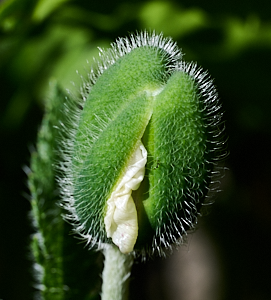 White poppy about flower