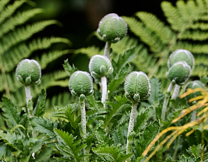 Group of 7 poppy buds