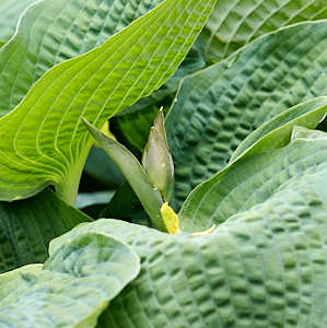 Hosta about to flower