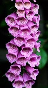 Foxglove in flower
