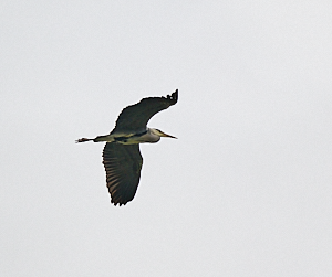 Greyheron in flight