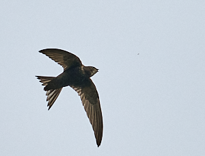 Flying swift about to catch an insect