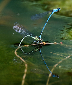 Pair of azure damselflies ovipositing