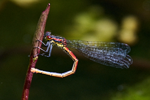 Large red damselfly on stem