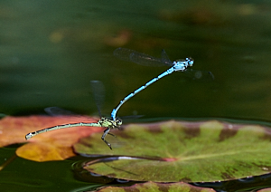Pair of Azure damselflies in flight