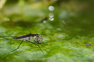 Pond insect eating a fly