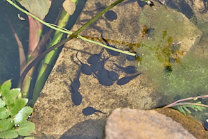 Tadpoles inpond