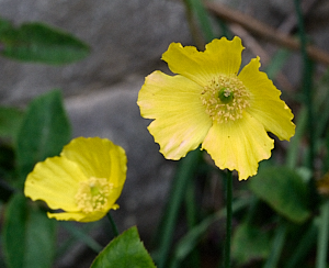 Yellow flowers