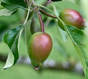 Small Katy apples