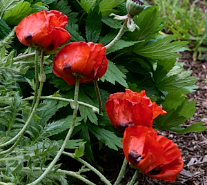Red poppy flowers