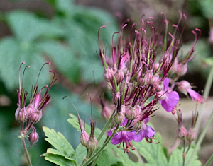 Purple flowers.
