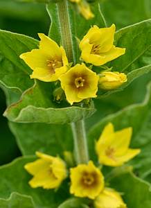 Yellow loosestriffe