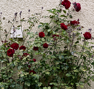 Red roses - DUblin Bay