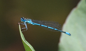 Azure damselfly