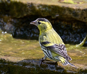 Male siskin
