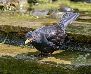 Male blackbird