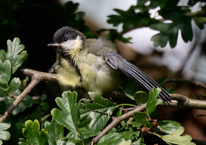 Great tit ona  branch