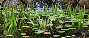 Water soliders above water