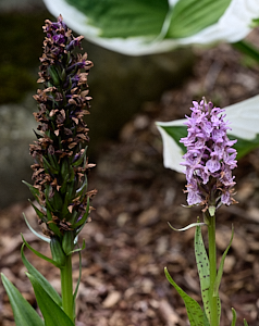 Common spotted orchid
