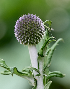 Small globe thistle