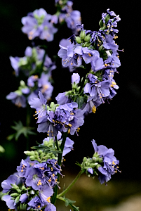 Light purple and yellow flowers