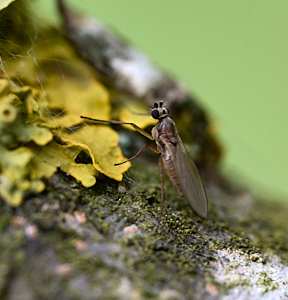 Fly near lichen