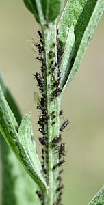 Aphids on a  stem