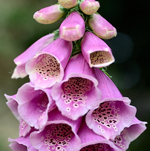 Foxgloves opening