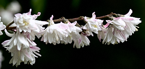 White flowers