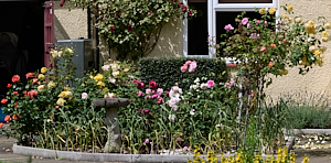 Rose garden