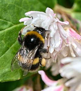 Bee gathering nectar on a  white flower