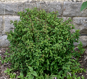 Fuschia bush
