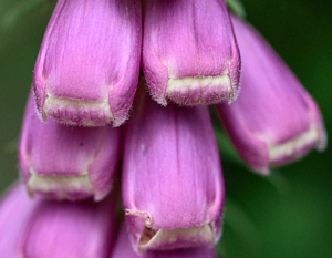 Foxgloves before opening