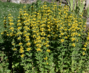 Yellow loostriffe