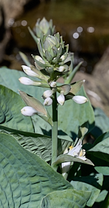 Hosta starting to flower