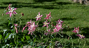 Aquilegia in flower