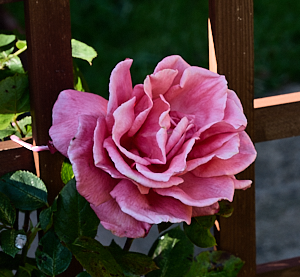 Leaping salmon rose bloom